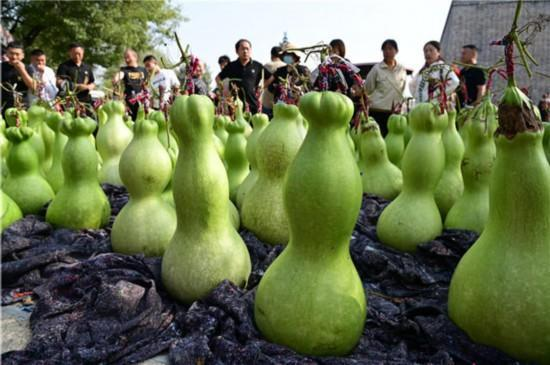 青绿藤蔓缀“明珠” 聊城东昌葫芦迎来生长旺季